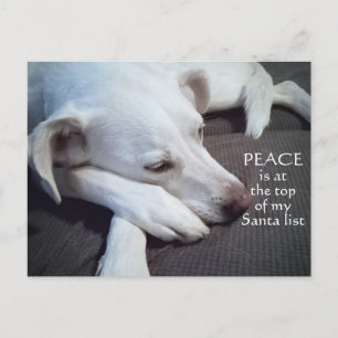 Cartão Postal Cachorro Branco Polar Bonito Pupado Paz