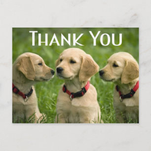 Cartão Postal Cachorro Cachorro Bonito Retriever Ouro Obrigado