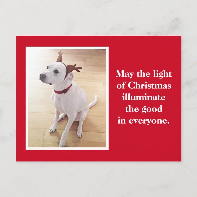 Cartão Postal Cachorro Cachorro Cachorro Vermelho (Frente)