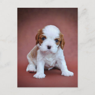 Cartão Postal cachorro Cavalier King Charles Spaniel