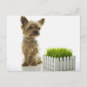 Cartão Postal Cachorro cheirando o jardim dos vizinhos