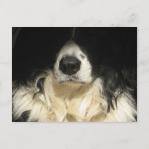 Cartão Postal Cachorro close up