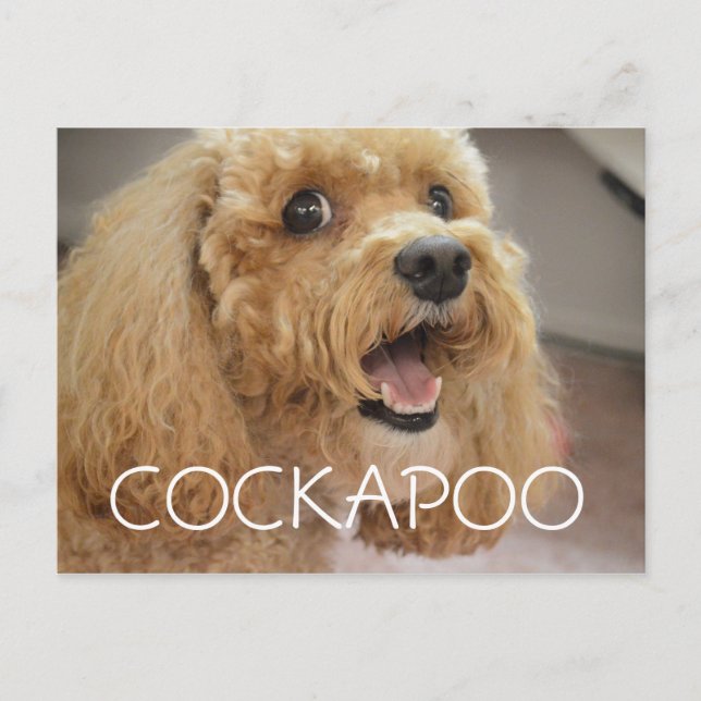 Cartão Postal Cachorro Cockapoo Adorável Sorridente (Frente)