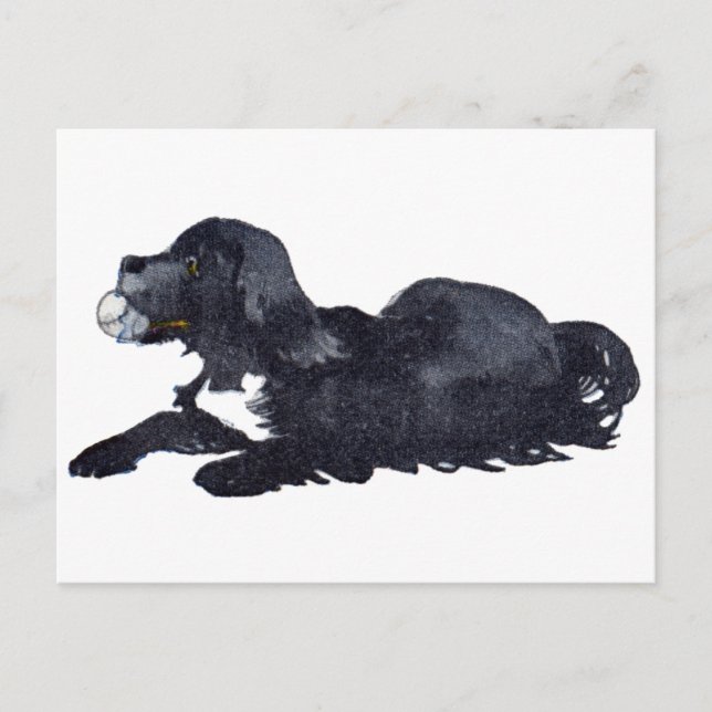 Cartão Postal Cachorro com Ball quer jogar busca (Frente)