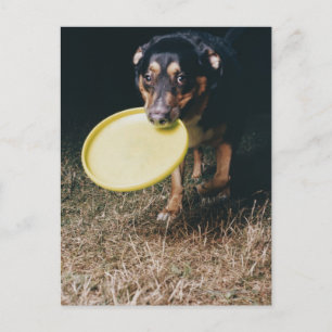 Cartão Postal Cachorro Com Frisbee na Boca