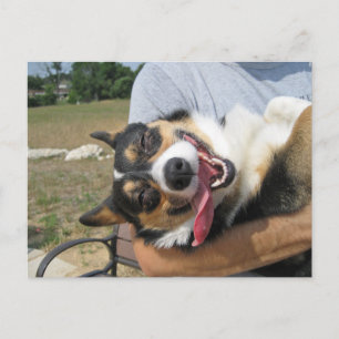 Cartão Postal Cachorro Corgi Sorridente