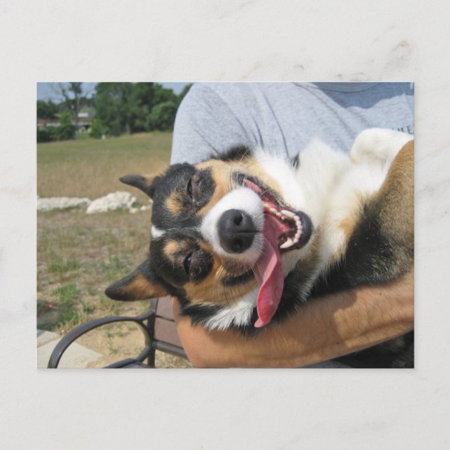 Cartão Postal Cachorro Corgi Sorridente (Frente)