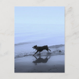 Cartão Postal Cachorro correndo na praia