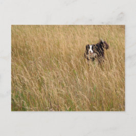Cartão Postal Cachorro correndo pela grama
