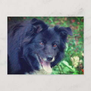 Cartão Postal Cachorro Cortado Sorrindo de Borda