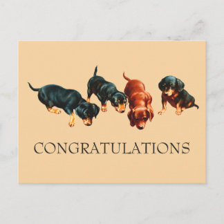 Cartão Postal Cachorro Curioso Doxie Parabéns