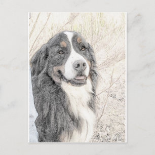 Cartão Postal Cachorro da Montanha Bernese