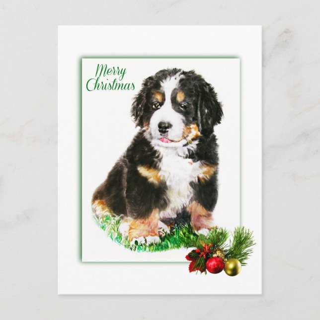 Cartão Postal Cachorro da Montanha Bernese (Frente)