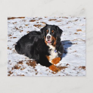 Cartão Postal Cachorro da Montanha Bernese tocando na neve