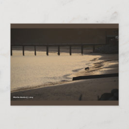 Cartão Postal Cachorro da Praia no Sunset | Cartão-postal Blue B