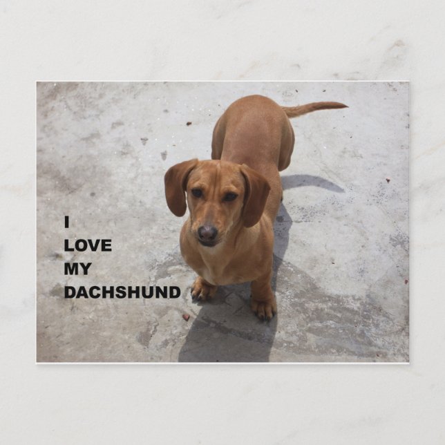 Cartão Postal cachorro dachshund vermelho cheio de amor c/ foto (Frente)