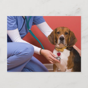 Cartão Postal Cachorro de Beagle Cute a Receber um Checkup Veter