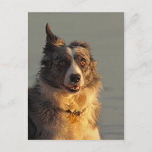 Cartão Postal Cachorro de Borda Executando Cartão-Postal