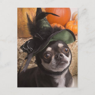 Cartão Postal Cachorro de Bruxas do Halloween