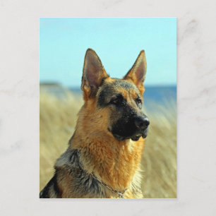 Cartão Postal Cachorro de German shepherd personalizável