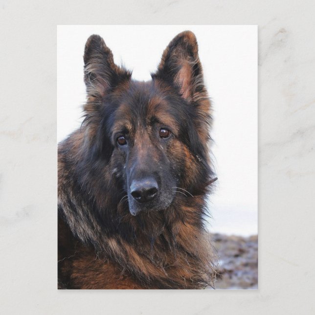 Cartão Postal Cachorro de German shepherd personalizável (Frente)