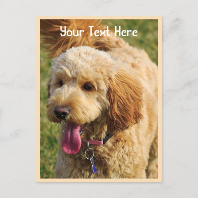Cartão Postal Cachorro de Goldendoodle Personalizado (Frente)