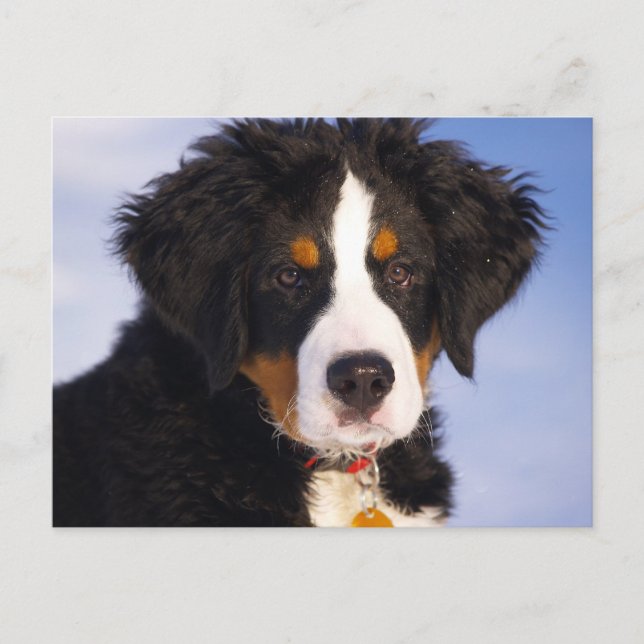 Cartão Postal Cachorro de Montanha Bernese - Foto Cute Puppy (Frente)