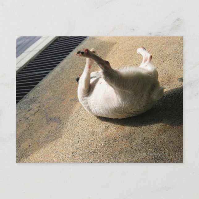 Cartão Postal Cachorro deitado no chão (Frente)