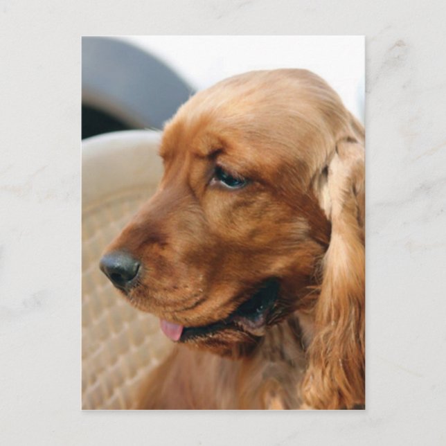 Cartão Postal Cachorro do Cocker Spaniel (Frente)