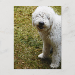 Cartão Postal Cachorro do Dia do Cabelo Mau Fluffy Frizzy