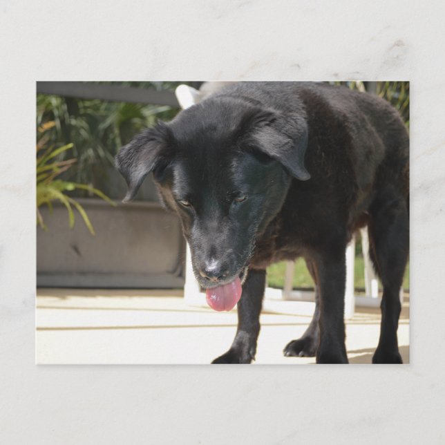 Cartão Postal Cachorro do Retriever Negro Fechado (Frente)