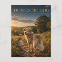 Cachorro Doméstico Caminho Campestre ANIMAIS