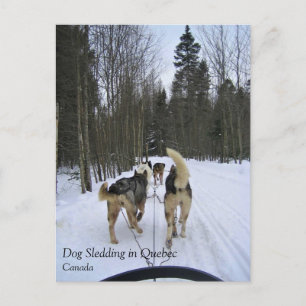 Cartão Postal Cachorro Dormindo em Quebec, Canadá