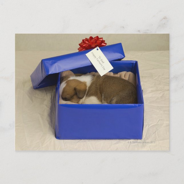 Cartão Postal Cachorro dormindo numa caixa de presentes (Frente)