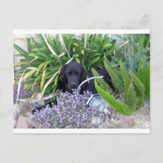 Cartão Postal Cachorro e Flores da Terra Nova 156