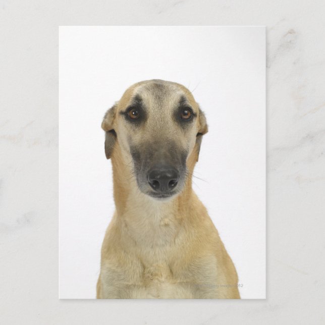 Cartão Postal Cachorro em branco 41 (Frente)