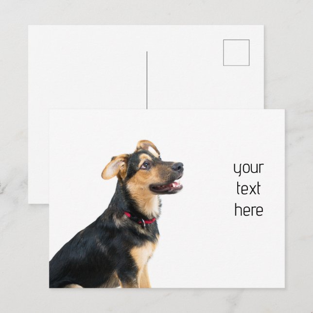 Cartão Postal Cachorro engraçado (Frente/Verso)