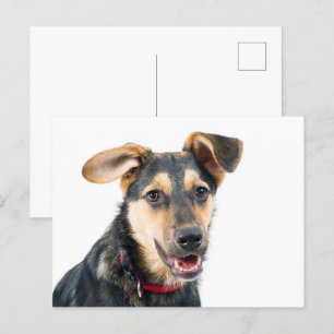 Cartão Postal Cachorro engraçado
