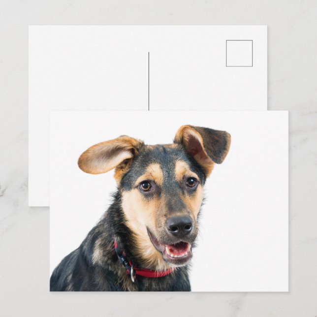 Cartão Postal Cachorro engraçado (Frente/Verso)