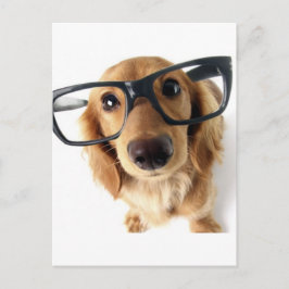 Cartão Postal Cachorro Engraçado