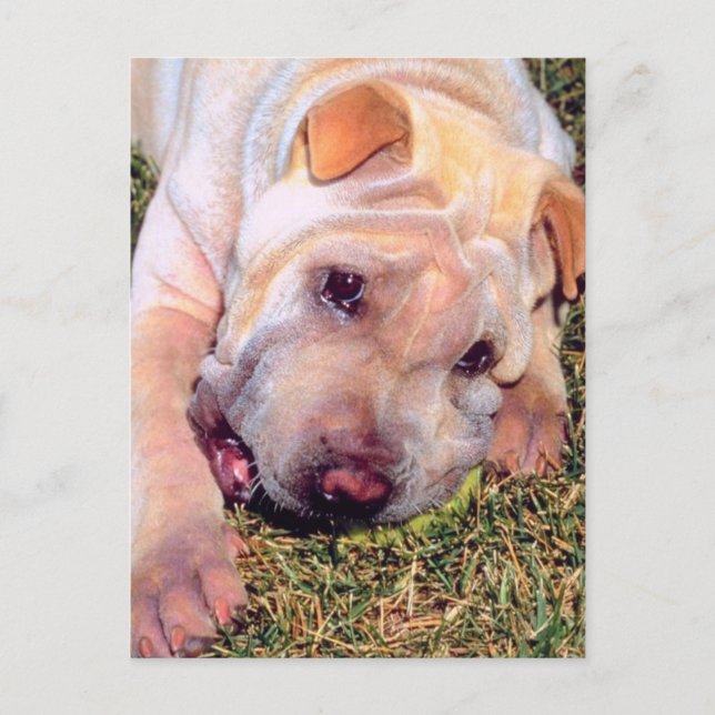 Cartão Postal Cachorro Engraçado (Frente)