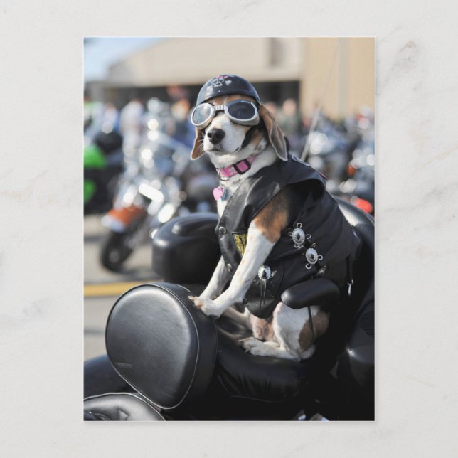 Cartão Postal Cachorro engraçado na foto da moto (Frente)