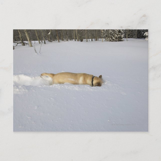 Cartão Postal Cachorro enterrado na neve (Frente)
