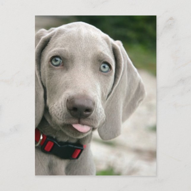 Cartão Postal Cachorro esticando a língua (Frente)