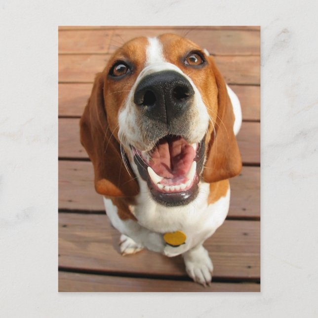 Cartão Postal Cachorro Feliz (Frente)