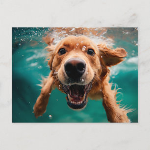 Cartão Postal Cachorro Feliz da Raça Golden Retriever Nadando Su