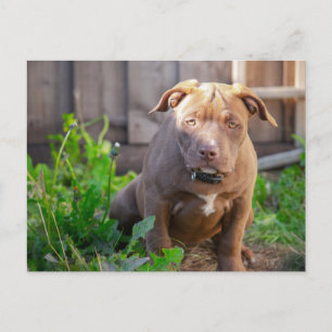 Cartão Postal cachorro filhote bulldog americano