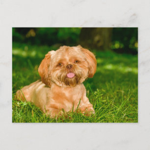 Cartão Postal Cachorro Fofo da Raça Shih Tzu Deitado na Grama Ve