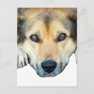 Cartão Postal Cachorro fofo em qualquer fundo colorido