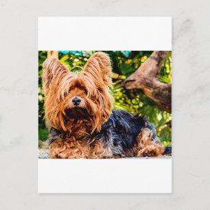 Cartão Postal Cachorro Fofo Pet Yorkie Paz Amor Destino Diversão